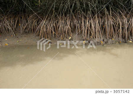 マングローブ 3057142