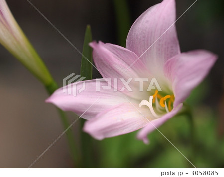 ハブランサスの花 3058085