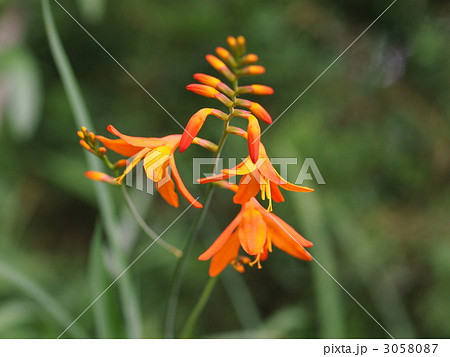ヒメヒオウギズイセンの花 3058087