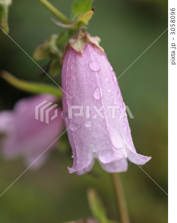 ホタルブクロの花 3058096