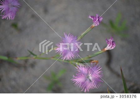 ナデシコ 3058376