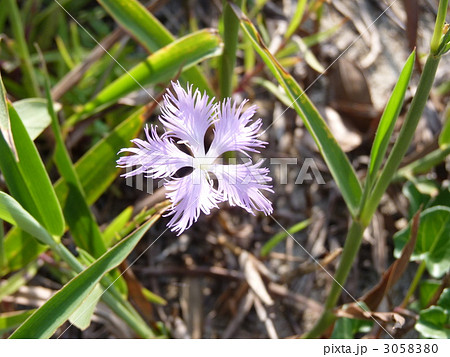 ナデシコ 3058380