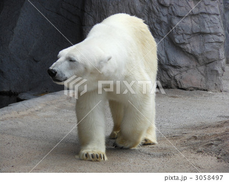 旭山動物園ホッキョクグマ 3058497
