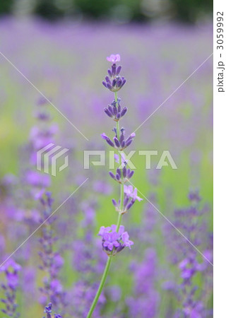 ラベンダー 3059992