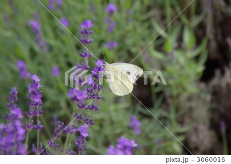 ラベンダーと白蝶 ラベンダーと白蝶 3060016