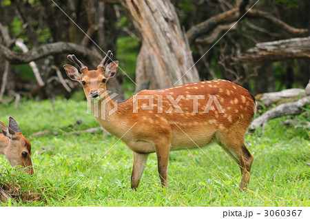 日本鹿の写真素材