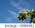 山法師1 3060481