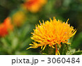 べにばな 3060484