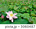 蓮池 3060487