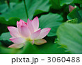 蓮 3060488