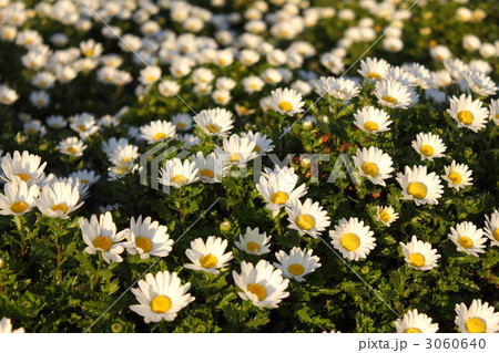 ノジギク 3060640