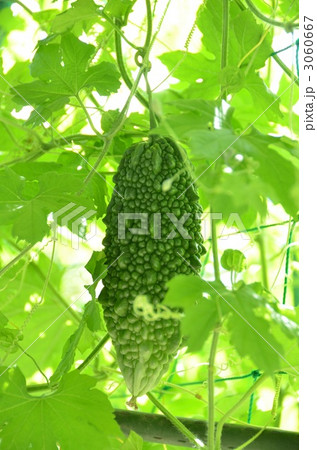 ゴーヤ 3060667