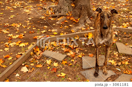 秋の落ち葉とグレイハウンド 3061181