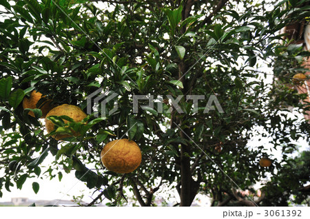 ナツミカン ナツミカン 3061392