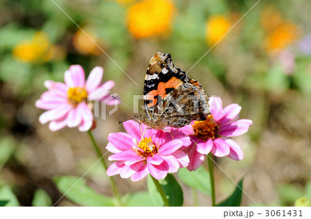 アカタテハ 3061431