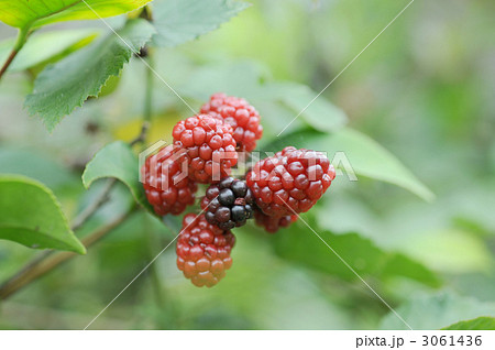 キイチゴ キイチゴ 3061436