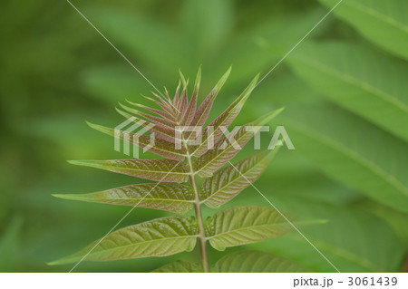 カラスザンショウ カラスザンショウ 3061439