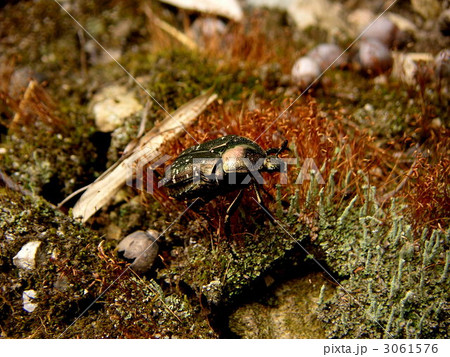 シロテンハナムグリと苔 シロテンハナムグリと苔 3061576