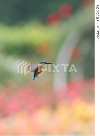 カワセミのホバリング 3061605
