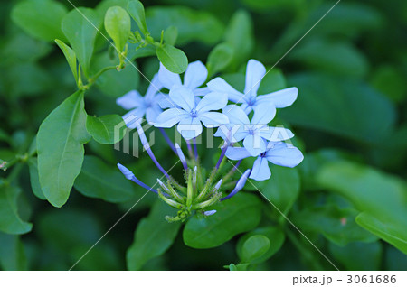 ルリマツリ ルリマツリ 3061686