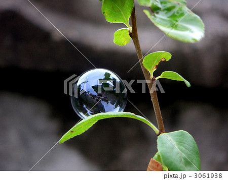 シャボン玉と若葉 シャボン玉と若葉 3061938