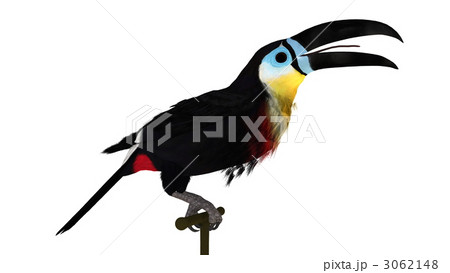 キムネオオハシ オオハシ 鳥のイラスト素材 キムネオオハシ オオハシ 鳥のイラスト素材