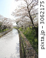 行屋川の桜 3062175