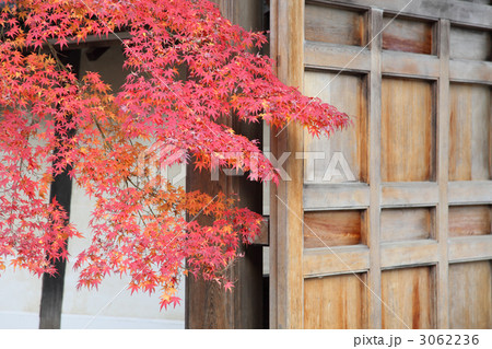 京都二尊院の紅葉 京都二尊院の紅葉 3062236