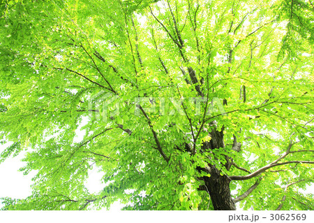 新緑の木々 新緑の木々 3062569