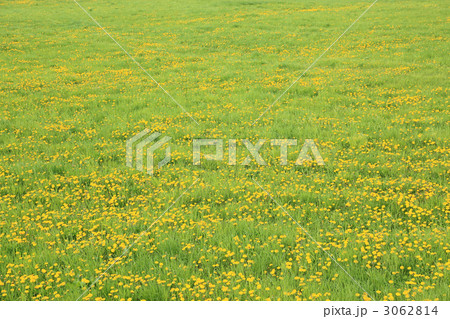 タンポポ草原 3062814