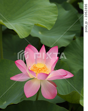 蓮の花 3062896