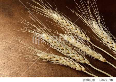 国産小麦ハルユタカ  3063140