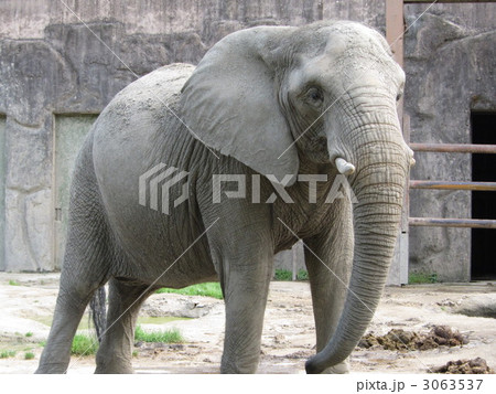 ゾウ 3063537