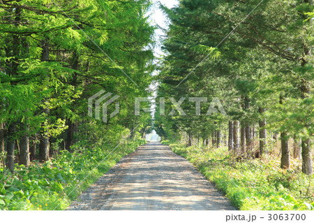 並木道 並木道 3063700