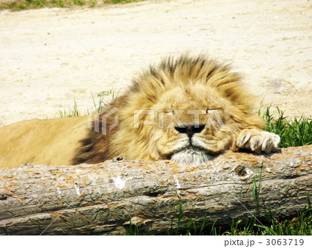 お昼寝中のライオン 3063719