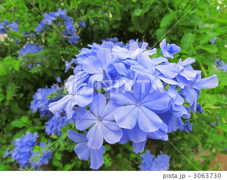 ルリマツリ 3063730