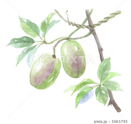 むべ　枝付き2個 3063795