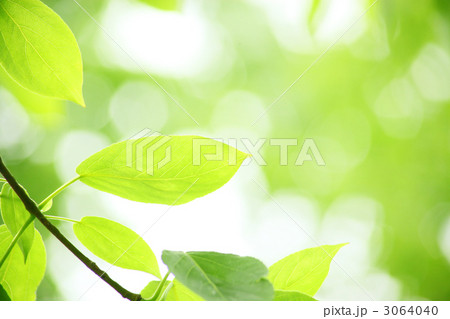 若葉 3064040