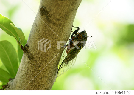 クマゼミ 3064170