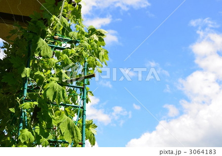 ゴーヤカーテン 3064183