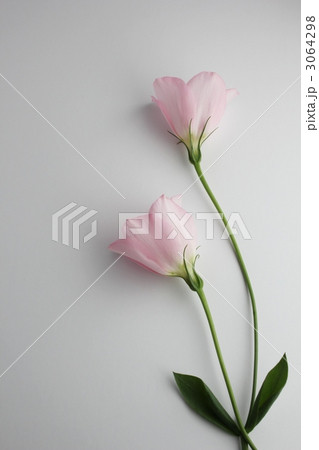 ピンクのトルコキキョウ 3064298