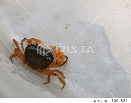 さわがに さわがに 3064325