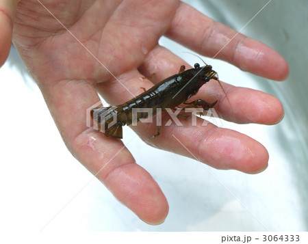 ザリガニ 3064333