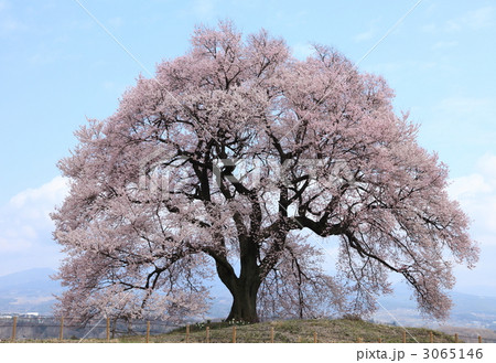 山梨県韮崎にある「王仁塚（わにつか）の桜」 3065146