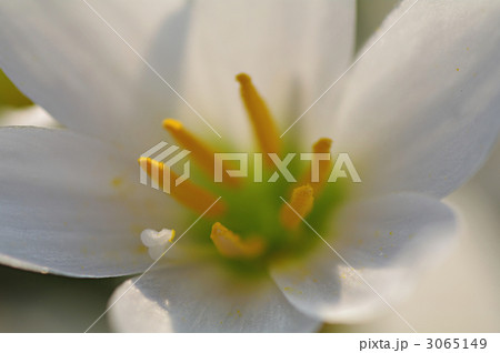 タマスダレ 3065149