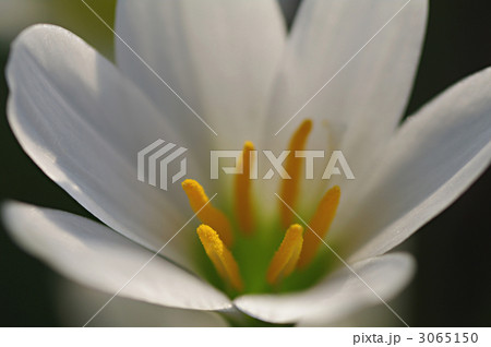 タマスダレ 3065150