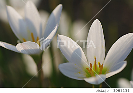 タマスダレ タマスダレ 3065151