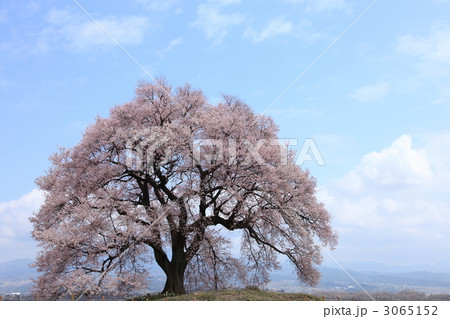 王仁塚（わにつか）の桜 3065152