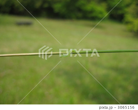 進め！シャクトリ！ 3065156