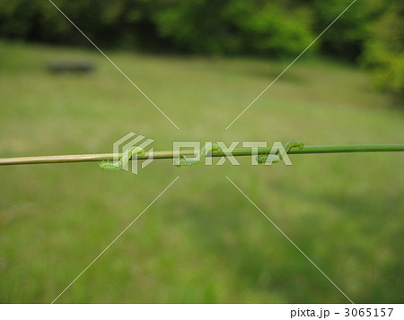 進め！シャクトリ！ 3065157